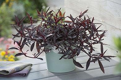 使命召唤18即将公布，野豹加速器助你流畅体验系列全作